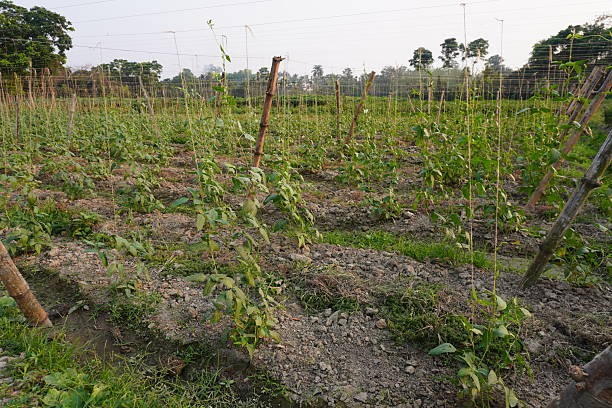 Zaeune im Fokus welche Loesung passt zu welchem Grundstueck
